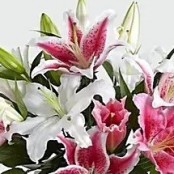 Mixed Lily Bouquet